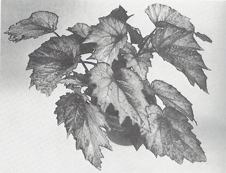 B. ‘Serenade’